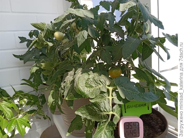 Бамбини 19.06.