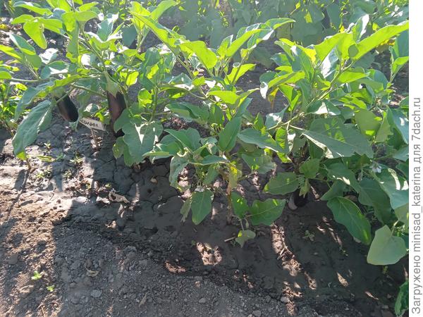 21.07.24 общий вид