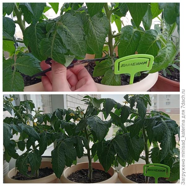 Обрезка листьев Бамбини 20.05.24