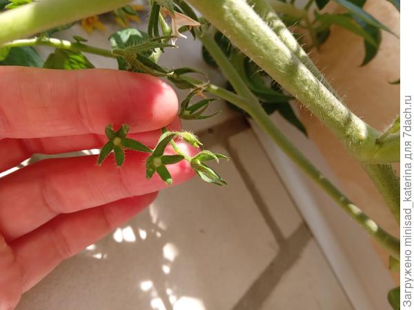 Зачатки завязей