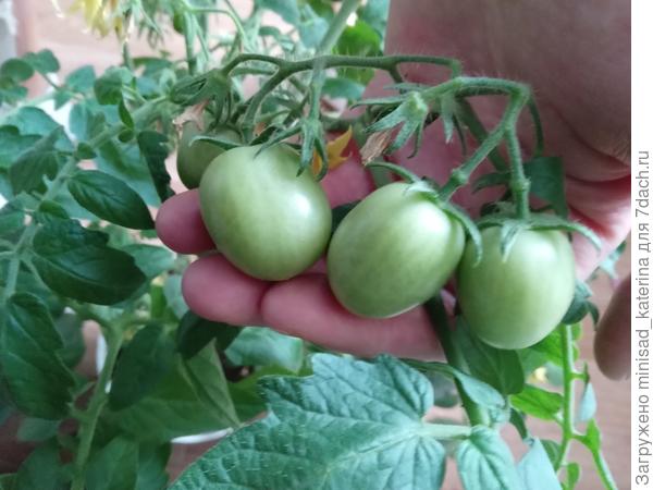 Вкусника 02.06.24