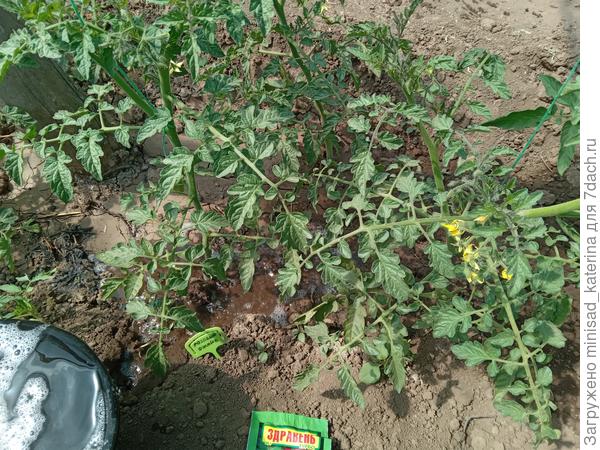 12.05.24 полив томата Розовый джайв с препаратом Здравень турбо