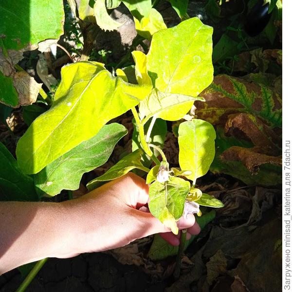 Четвертый отстающий кустик