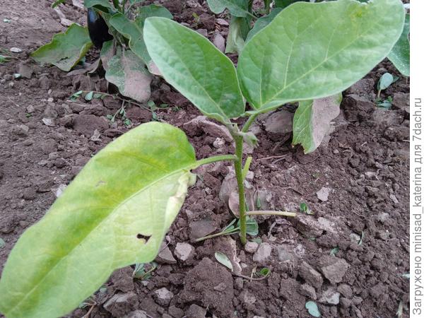 Бутон на отстающем четвертом кустике