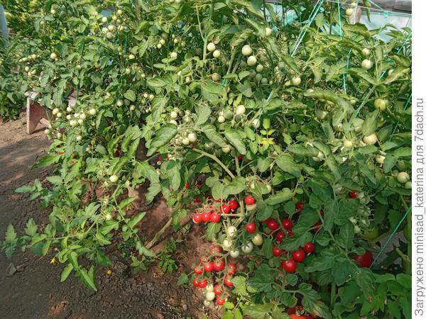 Розовый джайв 30.06.24