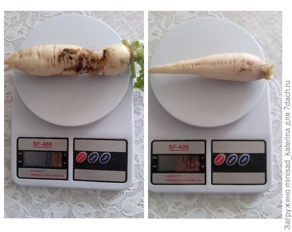 Несколько самых крупных корнеплодов