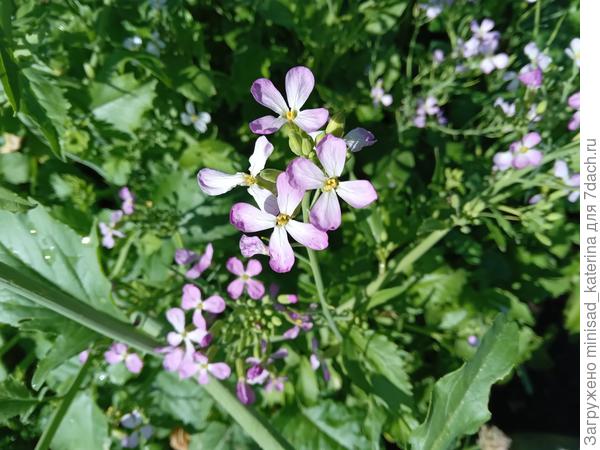 Вот такие вершки. Цветы, которые появились у этой культуры.