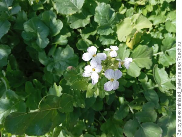 Цветы на грядке