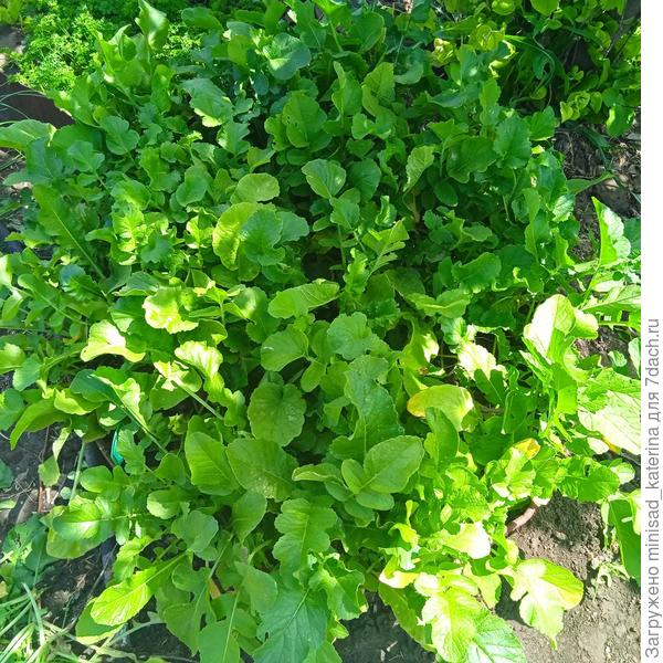 Вот такие сочные листья выросли
