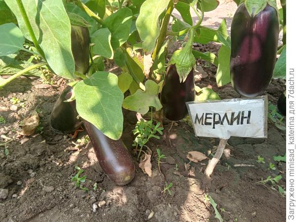 Баклажан Мерлин