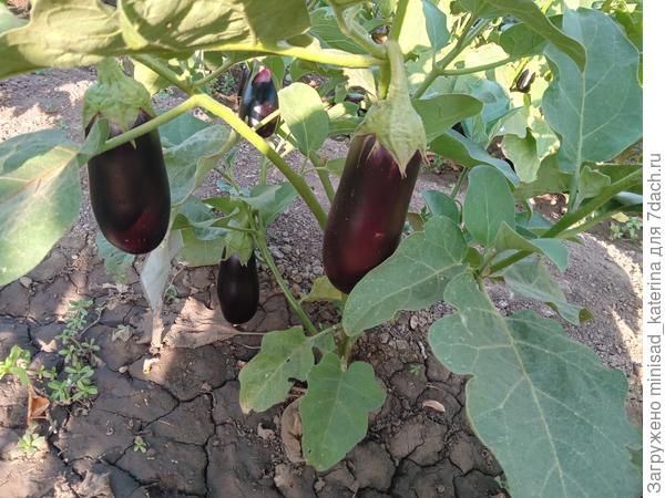 Баклажан Мерлин