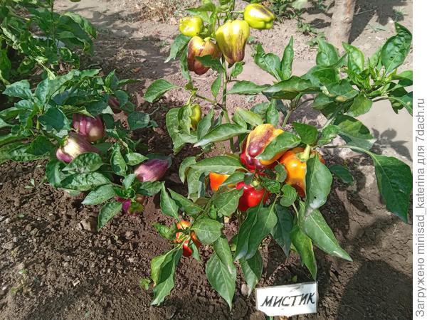 Кусты перца Мистик