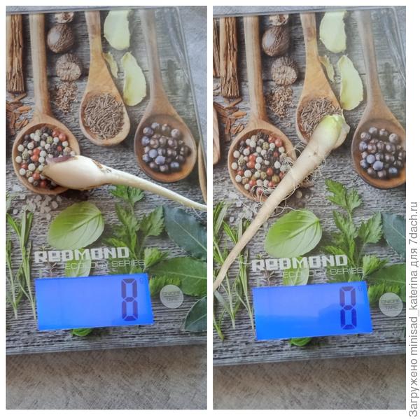 Корнеплоды на 35-й день от посева