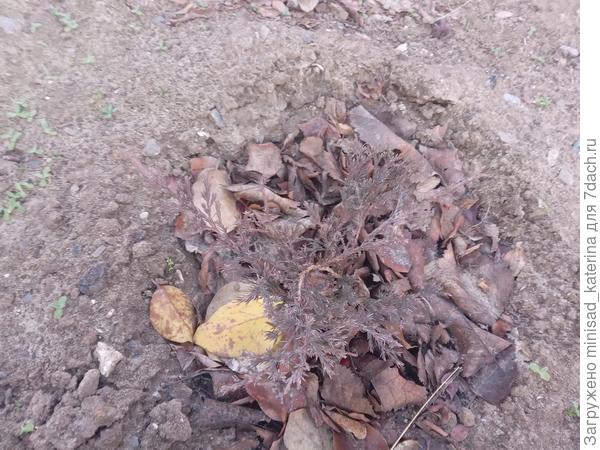 молодой саженец Принца Уэльского