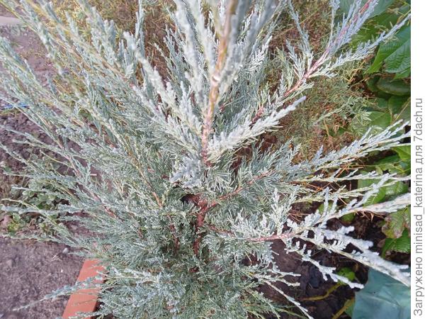 Можжевельник Скайрокет