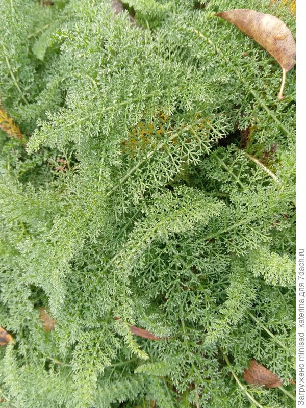 Тысячелистник