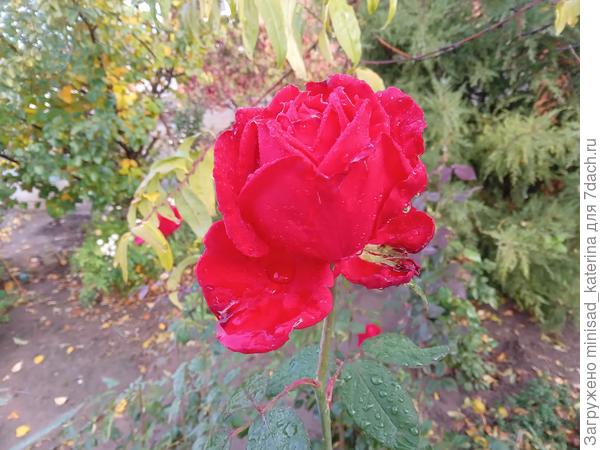 Названия этой розы не знаю
