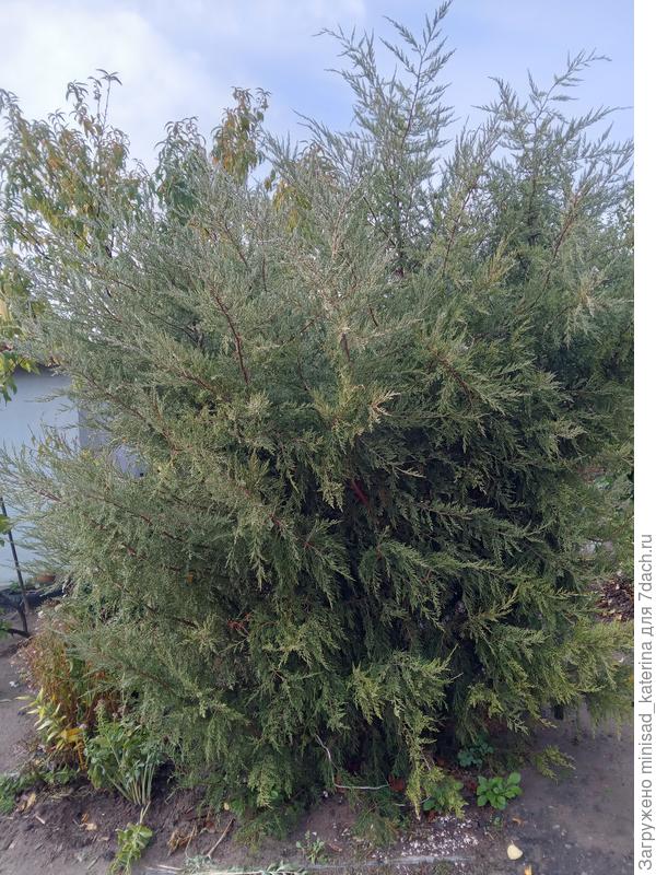 можжевельник