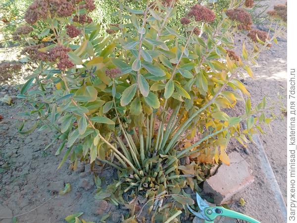 Обрезка куста