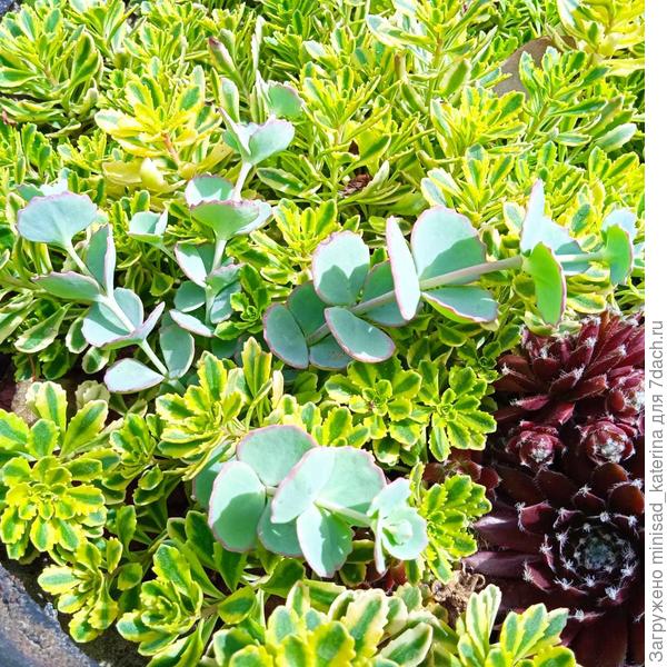 Седум Эверса, Седум Мидденддорфа Вариегатум и молодило.