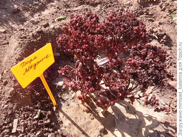 Высаженный куст