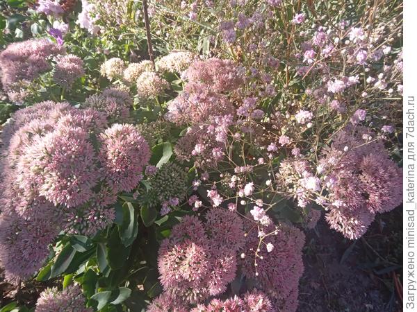 Очиток Herbstfreude