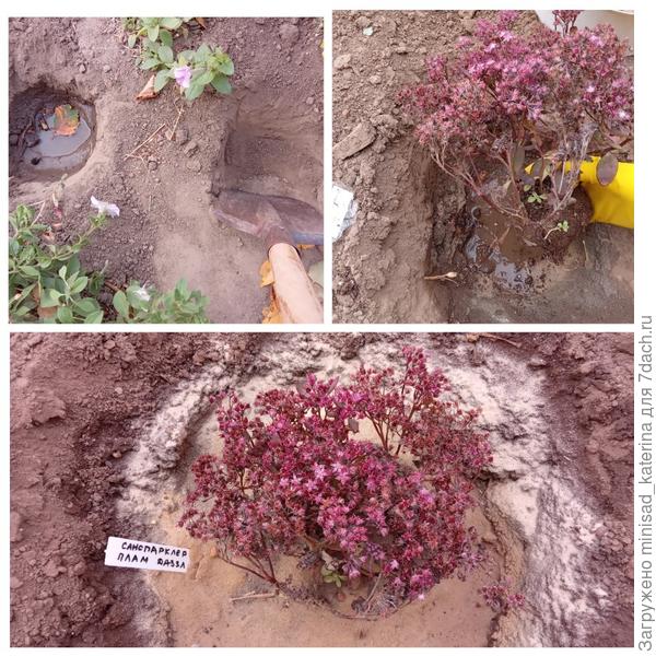 Посадка очитка Sunsparkler Plum Dazzled