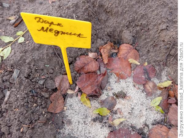 Куст после обрезки