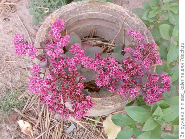 Sunsparkler Plum Dazzled