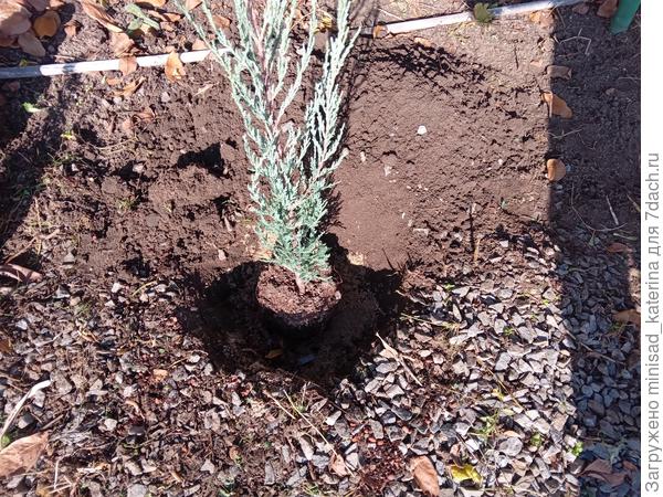 Посадка можжевельника Блю Эрроу