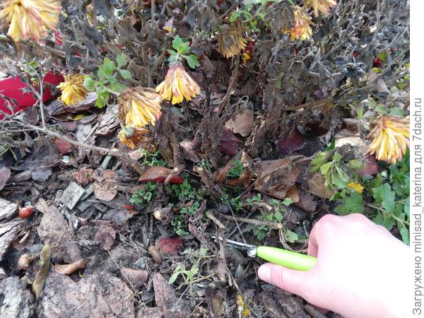 Обрезка куста