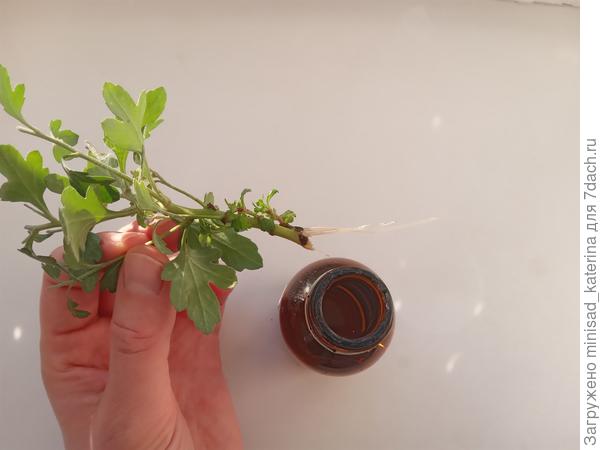 Укоренение в воде