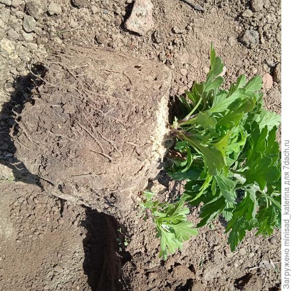 Посадка хризантемы