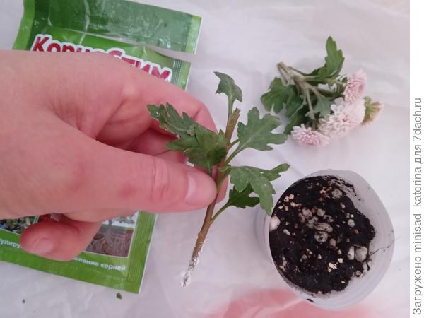 Укоренение в грунте