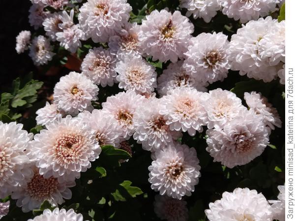 Мой любимый сорт мультифлоры - хризантема Дафна Перл