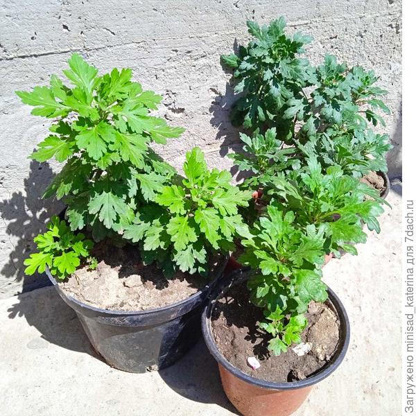 Подрощенные саженцы хризантемы мультифлоар