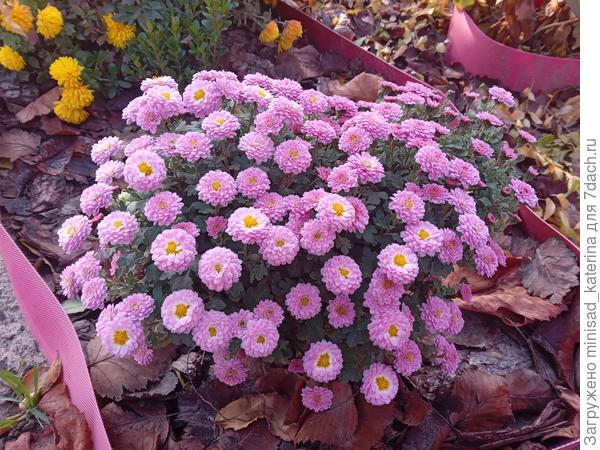 Хризантема мультифлора Сиреневая пуговка