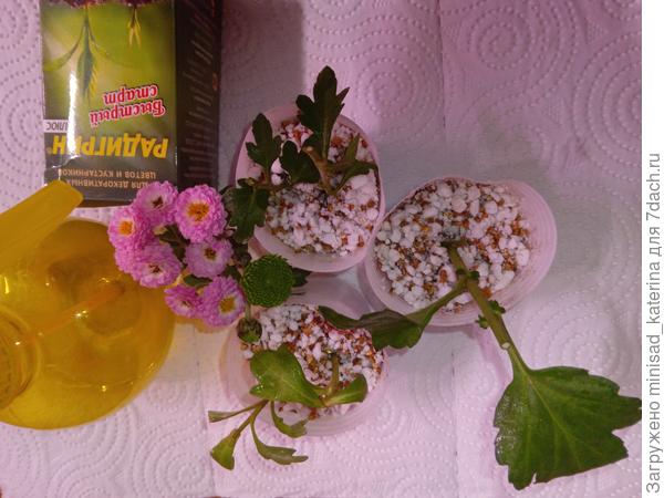 Укоренение в смеси перлита и вермикулита