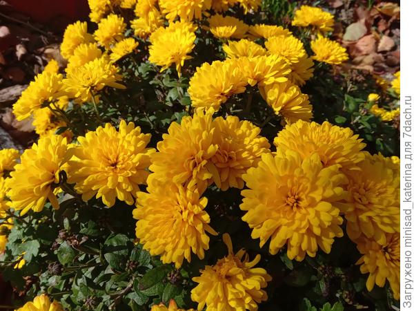 Жёлтая хризантема мультифлора