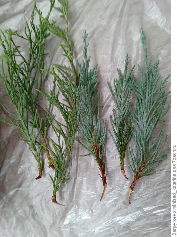 Пример черенков