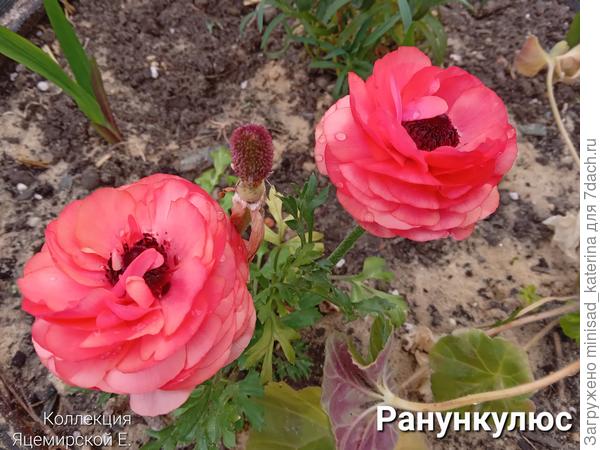 Ранункулюс