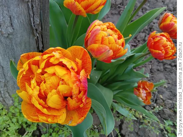 Махровые тюльпаны, также из луковиц с букета