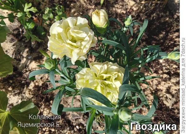 Гвоздика желтовато-лаймового цвета