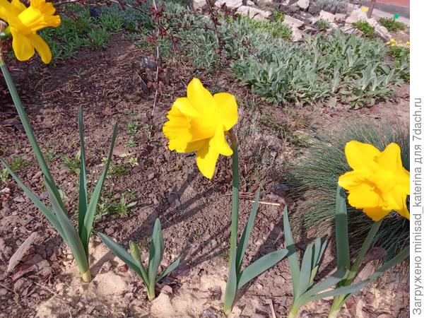 Нарциссы