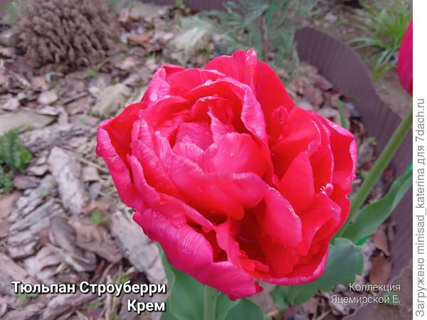 Тюльпан махровый