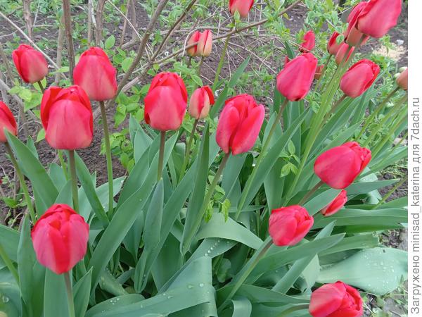 Тюльпаны