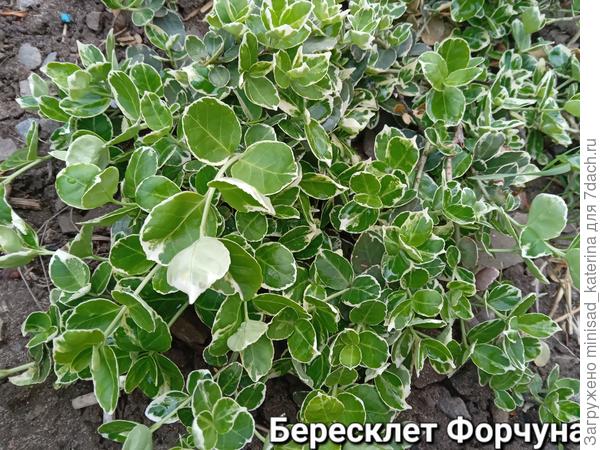 Бересклет Форчуна