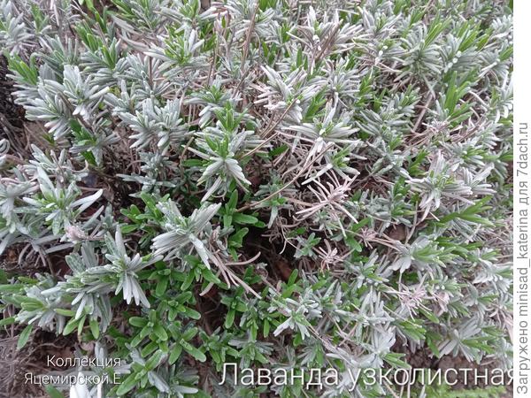 Узколистная лаванда