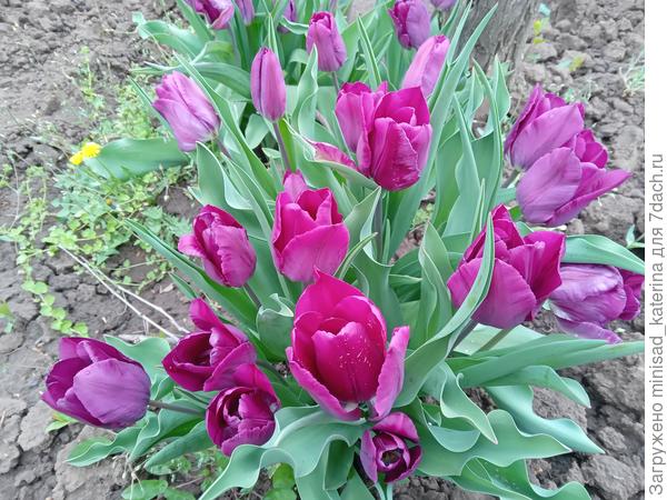 Ранние фиолетовые