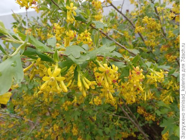 Золотистая смородина